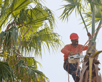 Palm Tree Trimming