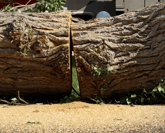 Tree Removal