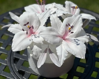 Sugar Flowers Kent