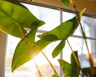 Alocasia Zebrina in bright light