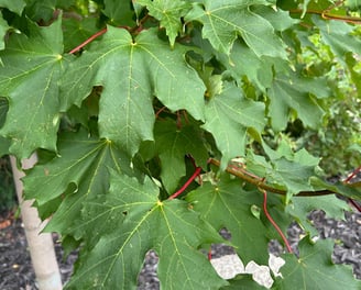 Inferno Sugar Maple tree in the summer