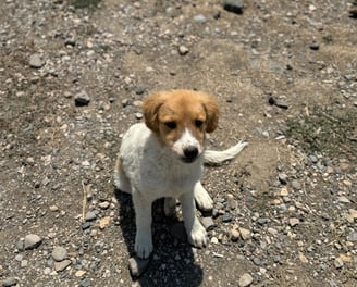 Cute puppy at the Reservoir