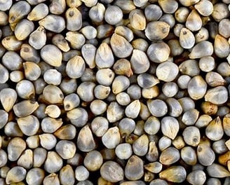 bajra