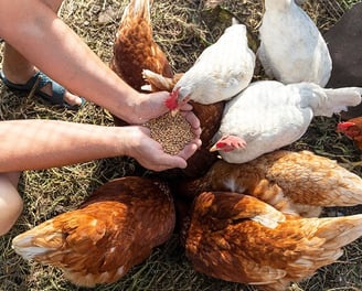 Chicken feeding at Casa Candali farmstay