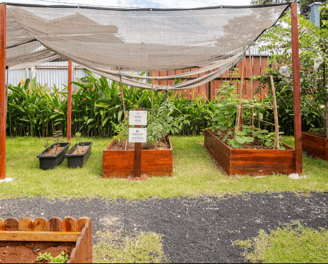 Raised farming beds for gardening and harvesting at Casa Candali farmstay.