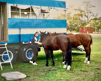 Peter Pickering's polo groom and three of his ponies at King's Meadow, Perth