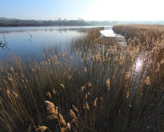 Teifi Marshes with tall grass and a bird on the ground