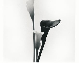 Picture of three lilies. Creator: Slawek Dejneka