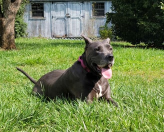a dog sitting in a clean lawn