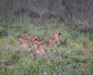 lion cubs