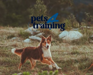 logo principal pour Pets4Training