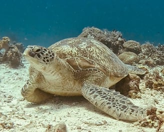 Turtle underwater, picture taken by a scuba diver