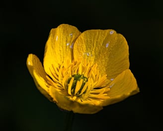 Macrophotographie