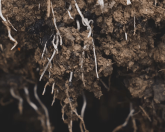 a close up of a plant with some roots