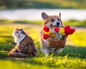 Cute Corgi Dog holding a basket of tulips