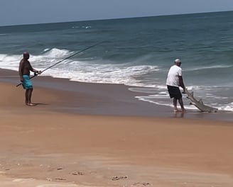 shark caught from the beach using bait cannon