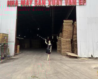 HCPLY vision – leading global plywood exports with innovation, sustainability, and Vietnamese expert