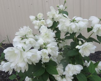 a mock orange shrub with dark green leaves and beautiful white flowers