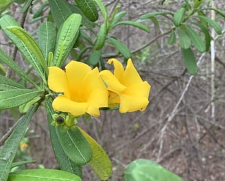 a yellow flower with green leaves and a green leafy plant