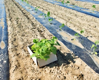 Plantation de paulownia