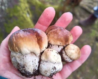 a person holding cep mushrooms in their hands