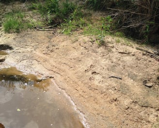 Traces de Loutre