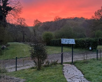 A peaceful woodland campsite where the forest glows in soft pink and orange light. 