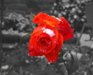 a red rose in the snow with a black and white background