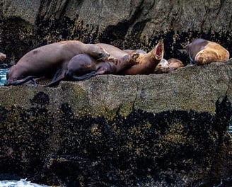 sea lion, photo by Ted LaBar