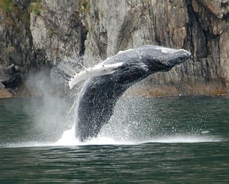 humpback whale at Kenai Fjords