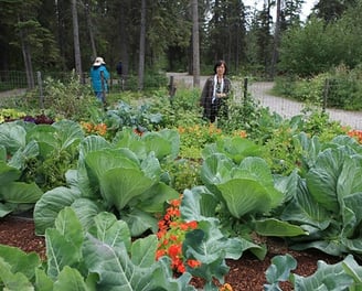 giant cabbage