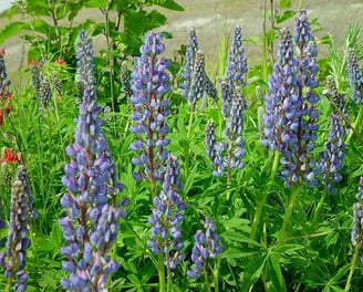 lupines