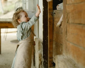 A young child interacting with goats in a farm.