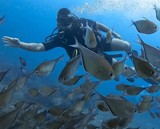 a person in a scuba suit is diving in the water