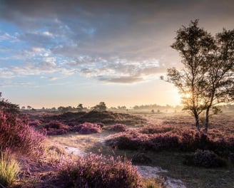 de Kalmthoutse heide