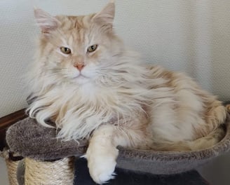male maine coon