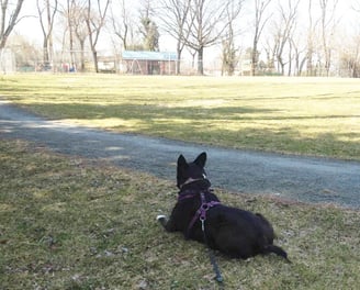 A dog looking at the walking path in Crescent Hills Park