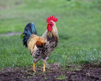 rooster in field