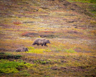 Denali, Alaska