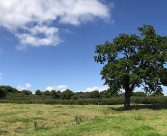 A lone tree in a field with a blue sky and clouds