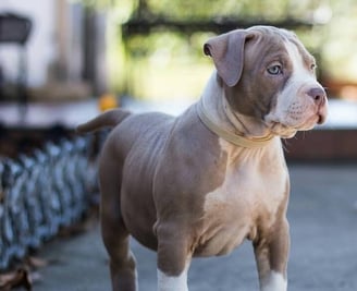 XL AMERICAN BULLY PUPPY, TITANIUM KILO KENNELS