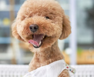 perro enano feliz