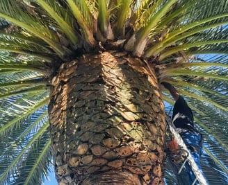 Palm tree trimming works