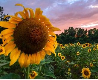 a sunflower in a field with a sunset