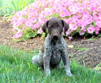 Puppies for Sale 