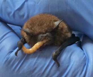 common pipistrelle bat Hereford Bat Rescue
