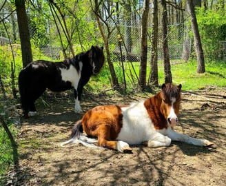 Health Vibes - miniature mini-horses recognized as service animals