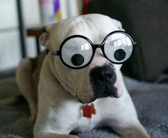 Health Vibes - LOL at Animals Doing their goofy for the best medicine
