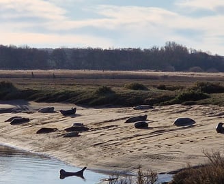 a group of sealsions sitting on the sand