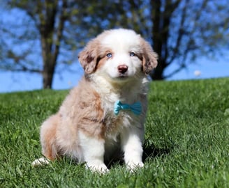 Australian Shepherd Puppies for Sale